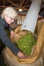 Tracy Banner’s fresh hop Harvest Pilsner has won five medals in five years at the Brewers Guild of New Zealand awards and the Sprig & Fern owner and head brewer is quietly confident the 2015 brew will continue that winning streak.
