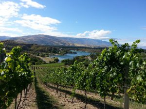 Forrest Wines’ Bannockburn Creek Vineyard in Central Otago
