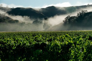 Vinoptima Estate, Gisborne. 