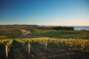rsz_the_shout-yealands-looking_down_the_vines_from_seaview-0045709