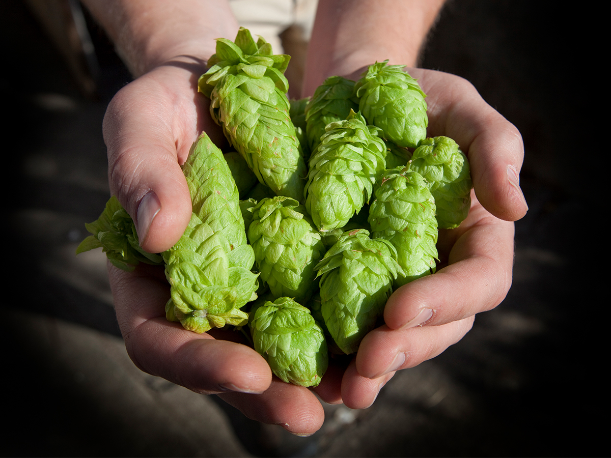 New paper explores long-term opportunities for New Zealand hop growers in the global market