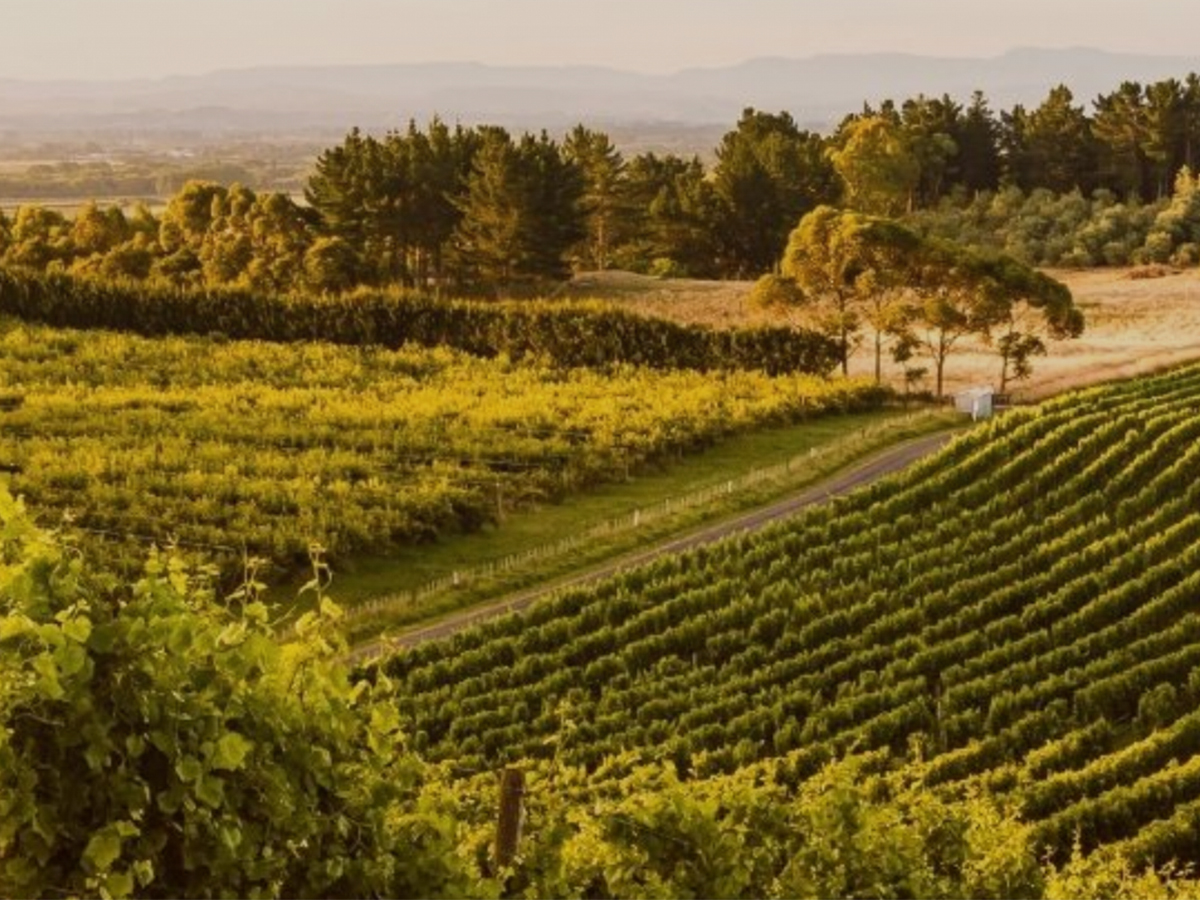 Entries open for the inaugural Hawke’s Bay Best Of Wine Tourism awards